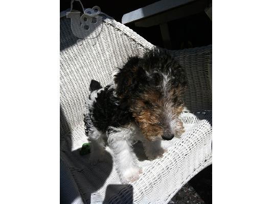 PoulaTo: Fox terrier καθαρόαιμo κουτάβι